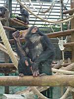 Chimpanze (00)